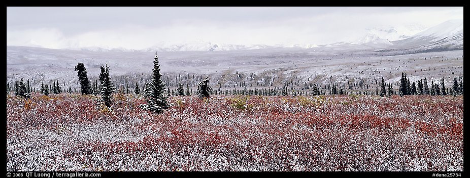 Tundra scenery with early fresh snow. Denali National Park (color)