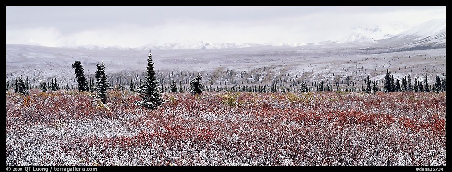 Tundra scenery with early fresh snow. Denali  National Park (color)