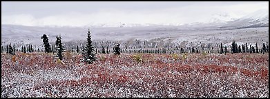 Tundra scenery with early fresh snow. Denali  National Park (Panoramic color)