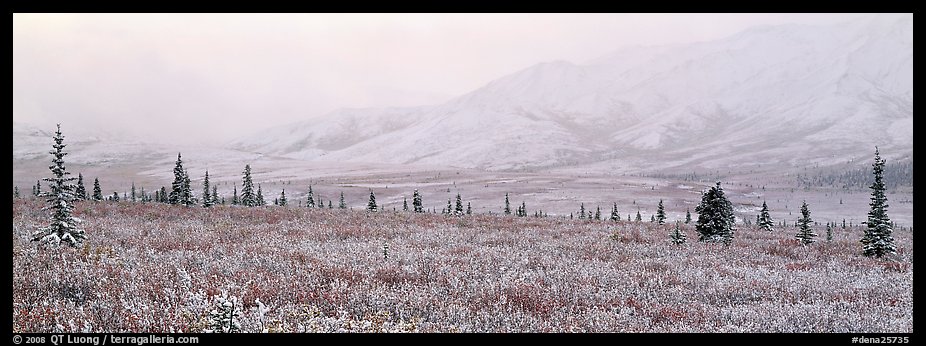 Misty mountain scenery with fresh snow on tundra. Denali National Park (color)