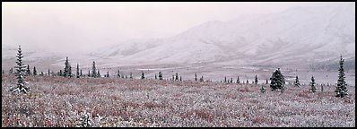 Misty mountain scenery with fresh snow on tundra. Denali  National Park (Panoramic color)