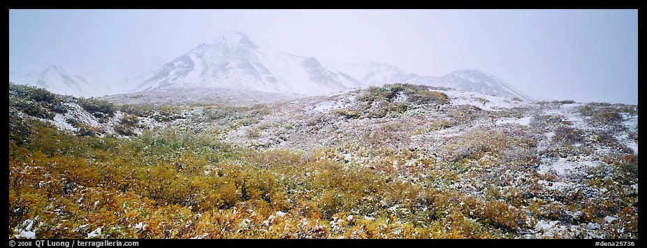 Misty mountain landscape with fresh now and autumn colors. Denali National Park (color)