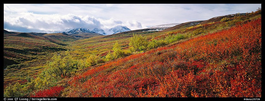 Northern mountain landscape in autumn. Denali  National Park (color)