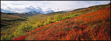 Northern mountain landscape in autumn. Denali National Park (Panoramic color)