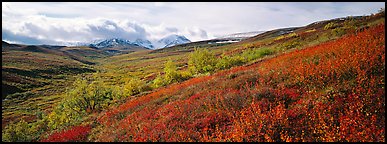 Northern mountain landscape in autumn. Denali  National Park (Panoramic color)