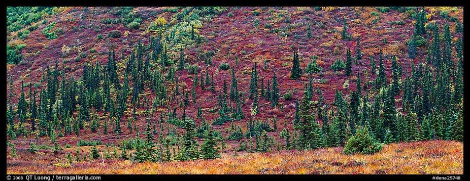 Autumn boreal forest and tundra on slope. Denali National Park, Alaska, USA.