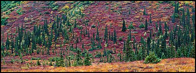 Autumn boreal forest and tundra on slope. Denali  National Park (Panoramic color)