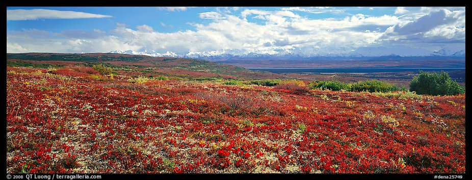 Carpet of berry plants in autumn with distant Alaska Range. Denali  National Park (color)