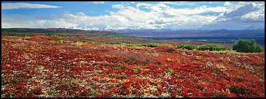 Carpet of berry plants in autumn with distant Alaska Range. Denali National Park (Panoramic color)