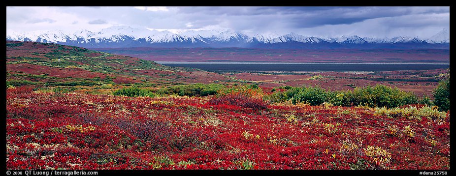 Tundra landscape with red berry plants and Alaskan mountains. Denali  National Park (color)