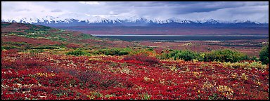 Tundra landscape with red berry plants and Alaskan mountains. Denali National Park (Panoramic color)