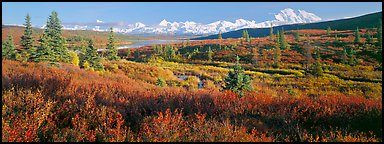 Seasons passing on the tundra. Denali  National Park (Panoramic color)