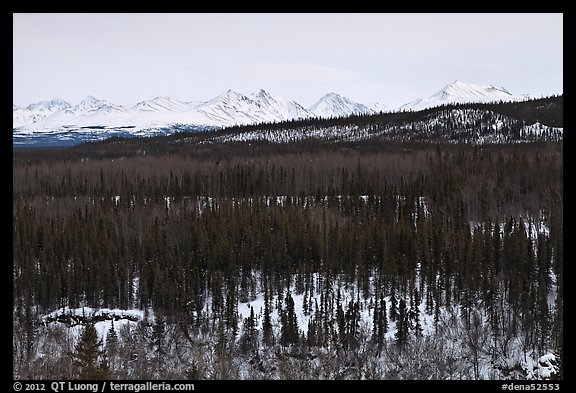 Bare forest in winter. Denali National Park (color)