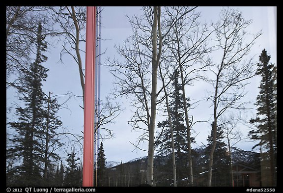 Trees and mountains in winter, Denali visitor center window reflexion. Denali National Park, Alaska, USA.