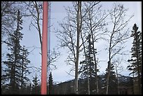 Trees and mountains in winter, Denali visitor center window reflexion. Denali National Park, Alaska, USA.