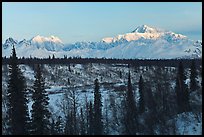 Alaska range peaks rising above forest at sunrise. Denali National Park, Alaska, USA. (color)