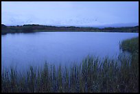 Mt McKinley in the fog from Reflection pond, dawn. Denali National Park, Alaska, USA.