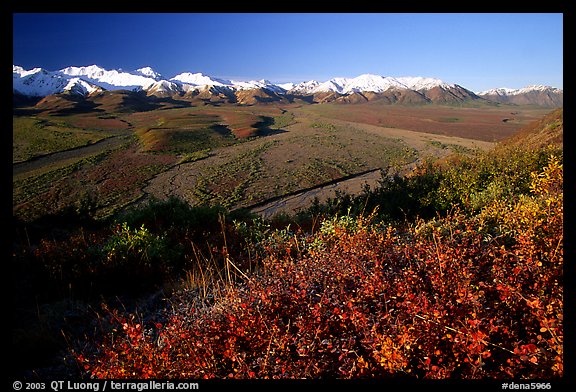 Alaska Range, braided rivers, and shrubs from Polychrome Pass, morning. Denali  National Park, Alaska, USA.