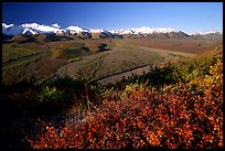 Alaska Range, braided rivers, and shrubs from Polychrome Pass, morning. Denali  National Park, Alaska, USA.