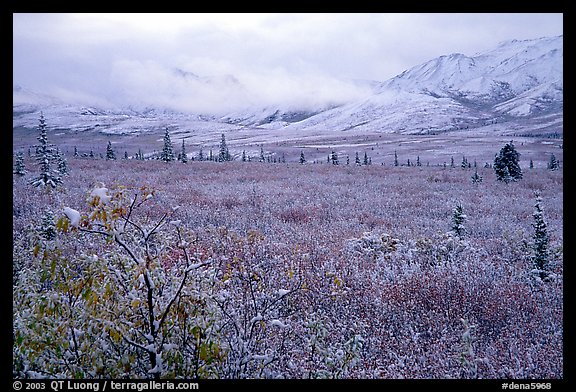 Fresh snow on berry plants near Savage River. Denali National Park (color)