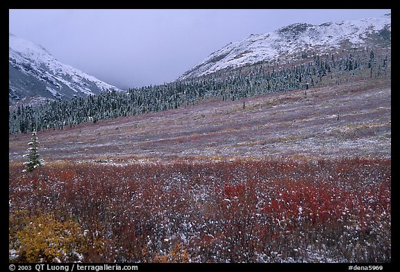 Fresh snow on tundra near Savage River. Denali  National Park, Alaska, USA.