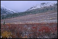 Fresh snow on tundra near Savage River. Denali  National Park, Alaska, USA.