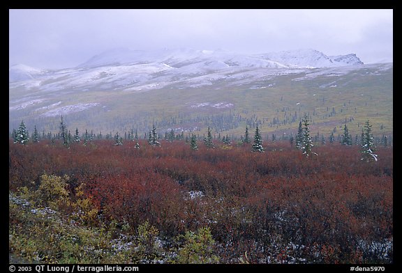 Fog and fresh snow on tundra near Savage River. Denali National Park (color)