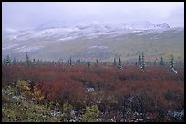 Fog and fresh snow on tundra near Savage River. Denali National Park, Alaska, USA. (color)