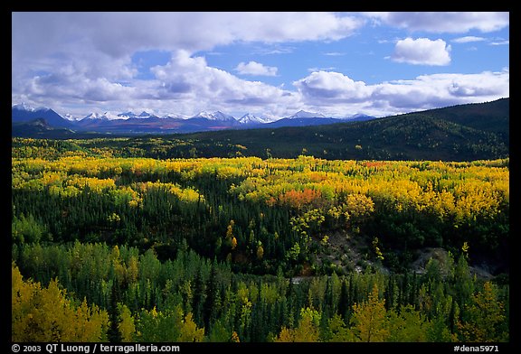 Yellow aspens and Panorama Range, Riley Creek drainage. Denali  National Park, Alaska, USA.
