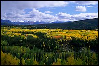 Yellow aspens and Panorama Range, Riley Creek drainage. Denali  National Park, Alaska, USA.