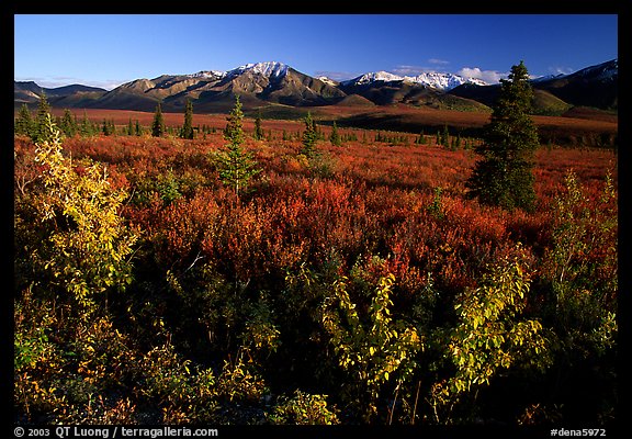 Tundra and mountain range near Savage River. Denali  National Park, Alaska, USA.