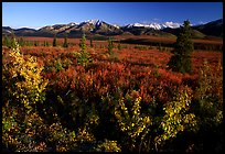 Tundra and mountain range near Savage River. Denali  National Park, Alaska, USA.