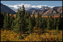 Autumn landscape with spruce trees and berry plants. Denali National Park ( color)