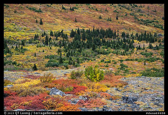 Rocks, berry plants, and spruce in autumn. Denali National Park (color)