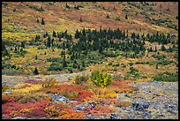 Rocks, berry plants, and spruce in autumn. Denali National Park ( color)