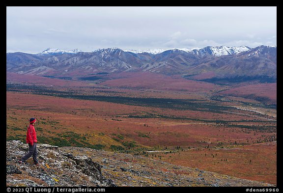 Visitor looking, from Savage Alpine Trail. Denali National Park (color)