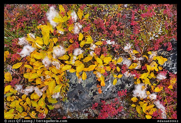 Close up of tundra leaves in autumn. Denali National Park (color)