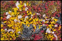 Close up of tundra leaves in autumn. Denali National Park ( color)