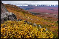 Shrubs, tundra, and snowy mountains. Denali National Park ( color)