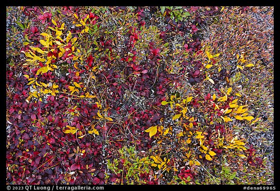 Close up of berry plants in autumn. Denali National Park (color)