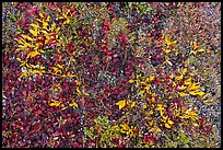 Close up of berry plants in autumn. Denali National Park ( color)