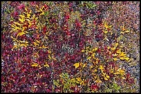 Close up of berry plants in autumn. Denali National Park ( color)