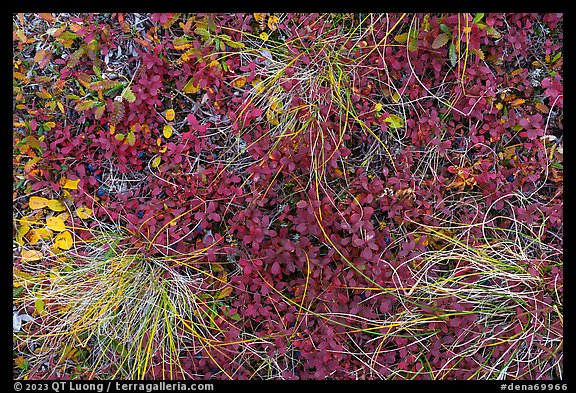 Close up of grasses and berries. Denali National Park (color)