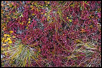 Close up of grasses and berries. Denali National Park ( color)