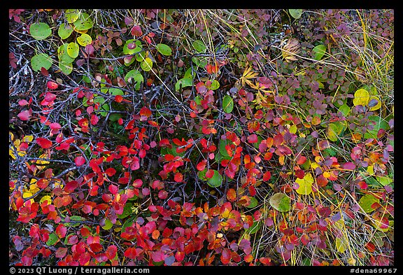 Close up of ground leaves. Denali National Park (color)