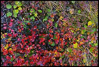 Close up of ground leaves. Denali National Park ( color)