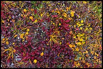 Close up of berry plants. Denali National Park ( color)