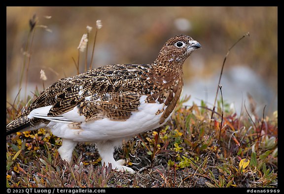 Ptarmigan bird. Denali National Park (color)