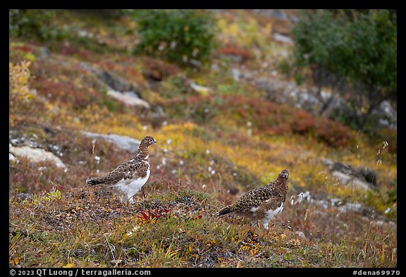 Two Ptarmigan birds. Denali National Park (color)