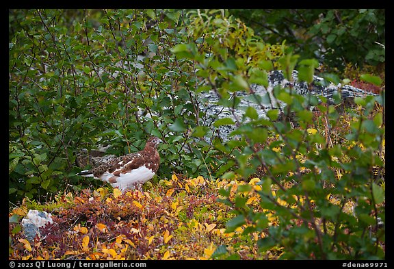 Ptarmigan among shrubs. Denali National Park (color)